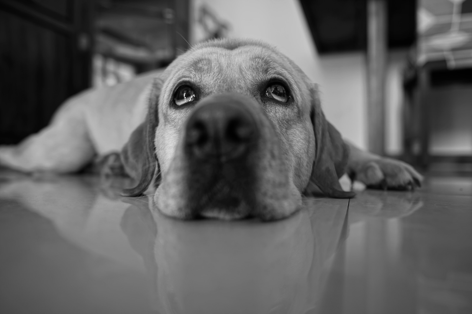 A yellow Labrador retriever lies on a reflective floor in black and white, chin flat to the ground, looking up into the lens with soft, kind eyes; blurred furniture behind.